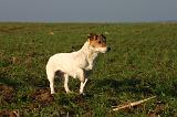 JACK RUSSEL 337